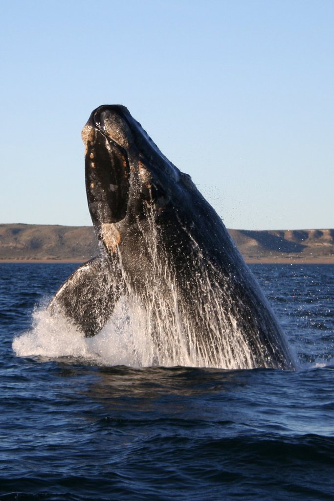 Right whale breaching