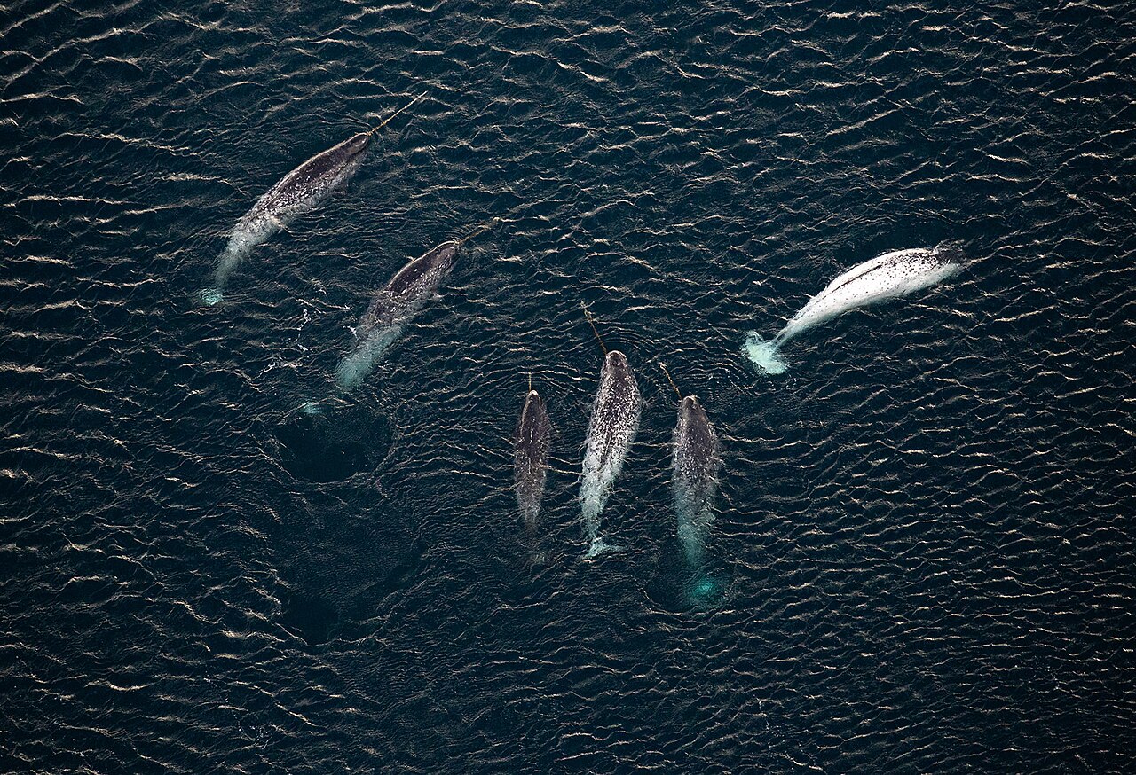 Narwhals